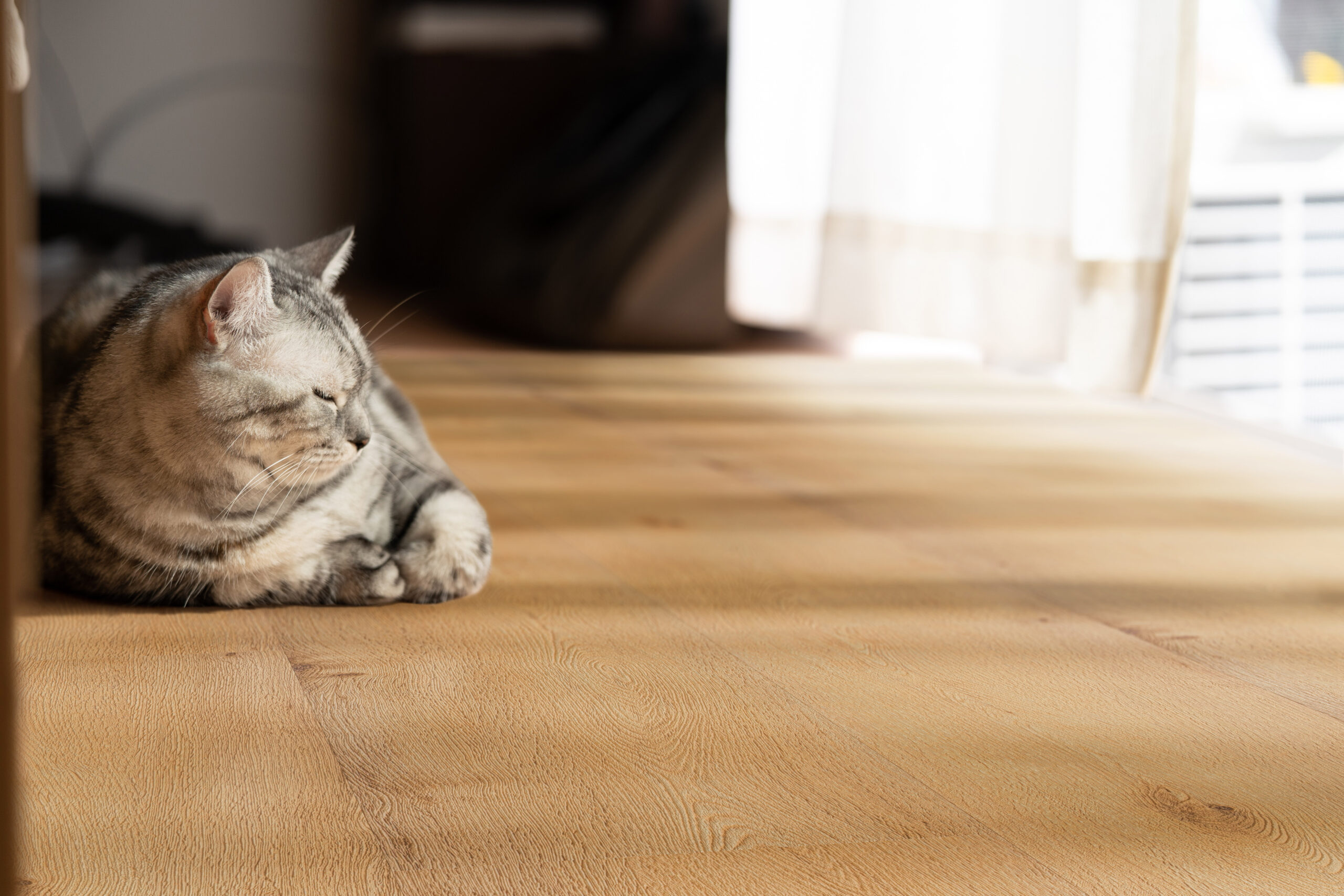 猫　日向ぼっこ